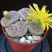 Lithops gracilidelineata