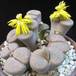 Lithops fulviceps ful Lydiae