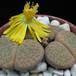 Lithops fulviceps lydiae body