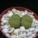 Lithops lesliei albinica