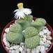 Lithops fulviceps Aurea