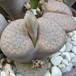 Lithops fulviceps ful Lydiae body