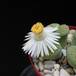 Lithops fulviceps Aurea flo