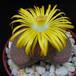 Lithops lesliei horniiflo