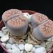 Lithops gracilidelineata brandbergensis