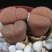 Lithops lesliei Kimberley