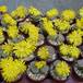 Lithops gracilidelineata pop