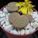 Lithops fulviceps lydiae