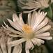 Lithops julii Chrysocephala SIf