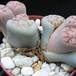 Lithops hookeri lutea