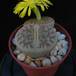 Lithops gracilis ssp brandbergensis