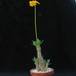 Pachypodium horombense 2