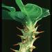 Pachypodium baronii 1632