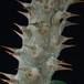 Pachypodium horombense SIt