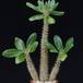 Pachypodium horombense SIb1