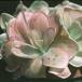 Pinguicula hybrid 1707