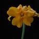 Pachypodium horombense 4