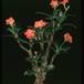 Pachypodium baronii 1656