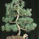 Pinus 2635