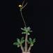 Pachypodium horombense SIb