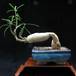 Pachypodium succulentum 2