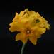 Pachypodium horombense 3