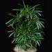 Pachypodium lamerei monstr SIb