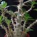 Pachypodium saundersii SIt