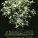 Serissa bicolor 2623