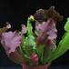 Sarracenia 1