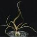Tillandsia bulbosa RBT