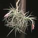 Tillandsia tenuifolia-3126