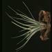 Tillandsia fasciculata-2842