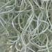 Tillandsia usneoides