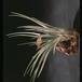 Tillandsia fasciculata-2843