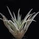 Tillandsia sphaerocephala RBT