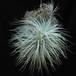 Tillandsia tectorum1