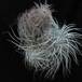 Tillandsia tectorum2