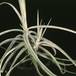 Tillandsia schiedeana-2855