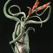 Tillandsia bulbosa cvet