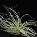 Tillandsia matudae RBT