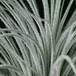 Tillandsia tectorum trihomi