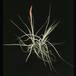 Tillandsia schiedeana-2854
