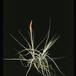 Tillandsia schiedeana-2854
