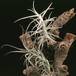 Tillandsia paleacea-2853