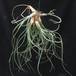 Tillandsia baylei1