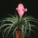 Tillandsia cyanea