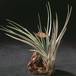 Tillandsia fasciculata-2843