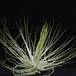 Tillandsia magnusiana RBT