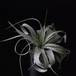 Tillandsia xerografica-427